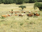 El rebaño de vacas del pueblo
