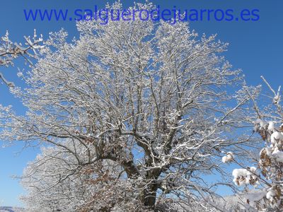 Uno de nuestros grandes robles. 
