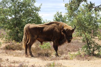 Bisonte
