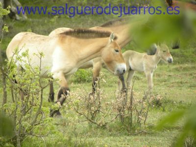 El objetivo era 'nuestro' nuevo przewalski. Ahí está 

