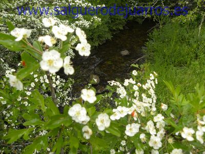 Salvapantallas. La pujanza de la primavera en Salgüero
